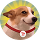 coin icon