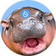 coin icon