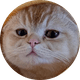 coin icon